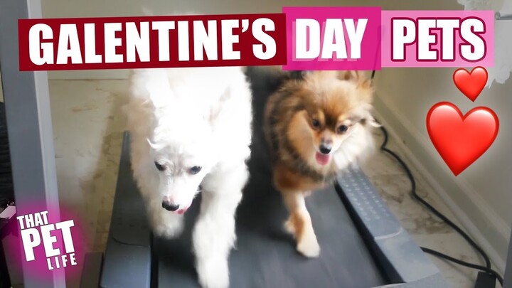 Galentine's Day Pets 💁🏼‍♀️🐈💘 | Try Not to Aww Challenge