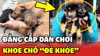 Đẳng cấp "KHOE CỦA" của các DÂN CHƠI: Khoe chó nhà ai ĐẺ KHỎE HƠN 😂 | Yêu Lu