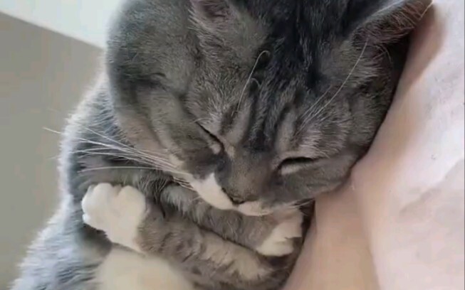 The cat was so cold that he couldn't help but cover him with a quilt!