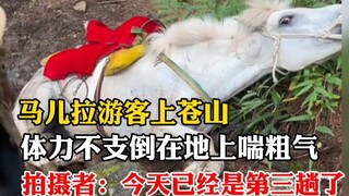 马儿拉游客上苍山，体力不支倒在地上喘粗气 拍摄者：今天已经是第三趟了