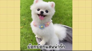 เพื่อนตัวน้อยแสนซน : บ๊อกบ๊อกแสนน่ารัก