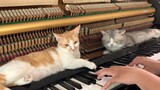 (เปียโน) แมว: เห็นฉันสองตัวอยากสนใจเธอไหม