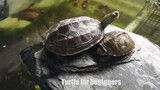 [Nuôi rùa] Giới thiệu ba loại rùa cảnh phù hợp cho người mới nuôi