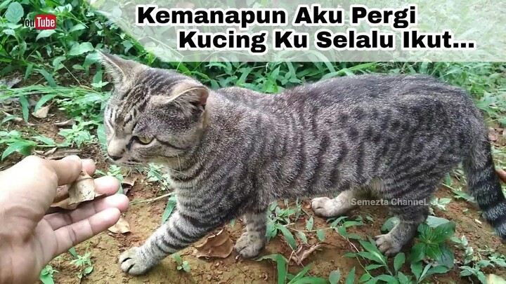 Kucing Penurut Selalu ikut Kemanapun Aku Pergi