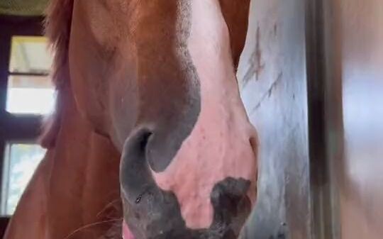 Sekali lagi, lidah kuda adalah benda yang berbeda!