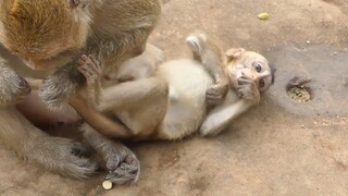 Cute Poor Baby Monkey Lola Sleep As Human On The Rock, Why Pregnant Carbzilla Try To Separate Baby