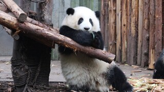 【大熊猫和花】本来不想笑的，但是那个游客哈哈哈，让我憋笑手抖了←_←