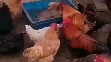 These Chicken Organized a dog fight..