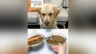 Trả lời  cho chọn lại vẫn bị lừa 🤣🤣🤣ối sen ơi cao tay quá mà tao cay luôn ớ  sen thúcưng lovedog dogs chócute xuhuong funny VietNamToiYeu chó_cưng chókhôn TikTokDieuKy