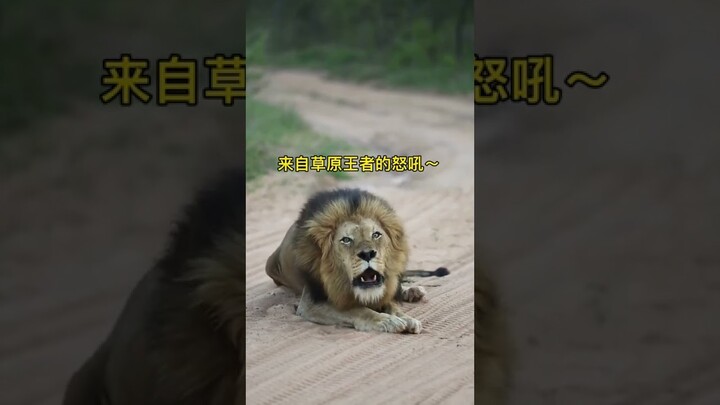#lions #catsanctuary #catsoftiktok #shorts