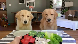 Two dogs eat together. How big the differences are!