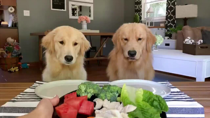 Two dogs eat together. How big the differences are!