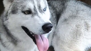 Anjing liar melakukan serangan balik terhadap anjing serigala yang paling sukses