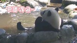 “熊 猫 宝 宝 沉 浸 式 泡 澡”