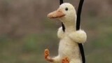 10 Thousand Ducks Ran Into The Fields To Eliminate Pests