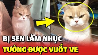 Biểu cảm NHỤC NHÃ của bé mèo vì tưởng sẽ được VUỐT VE bởi ông ngoại 😂 | Yêu Lu