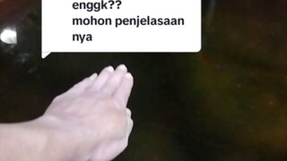 Cara cetak INDUKAN LELE sendiri dari lele konsumsi atau bongsoran