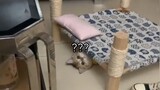 Video collection of cute cats