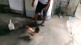 White hatch hen VS Lemon Sweater hen (sparring)