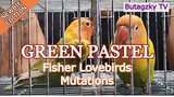 My new pair of Green Pastel Fischer mutation | African lovebirds