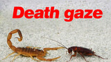 Death Stalker Scorpion VS Cockroach