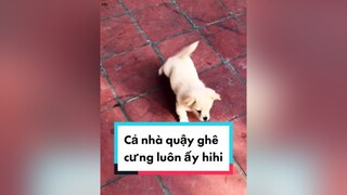 Cả nhà quậy ghê haha. cunyeucuadua chó chócon chókhôn chócute chó_cưng chócon chókhôn chómèo xuhuong fyp