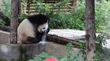 萌萌：“俺不仅会泡澡，还会洗澡。”  2020.8.1.摄于北京动物园