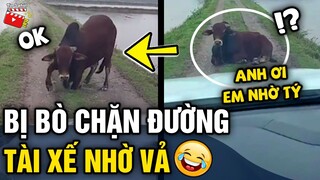 Tin 3 Phút Hài | Tổng hợp tình huống 'HÀI ĐỘNG VẬT' không cười không lấy tiền P24