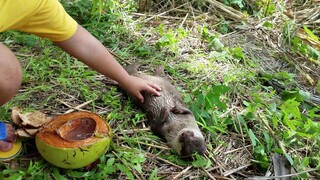 💓Otter Uma LOVES belly rubs. It's SO soothing to Watch her rub her own belly💖#otters