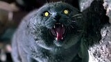 Zombie Cat? Dead Pet Comes Back to Haunt Owner