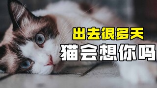 出去很多天，猫会想你吗？