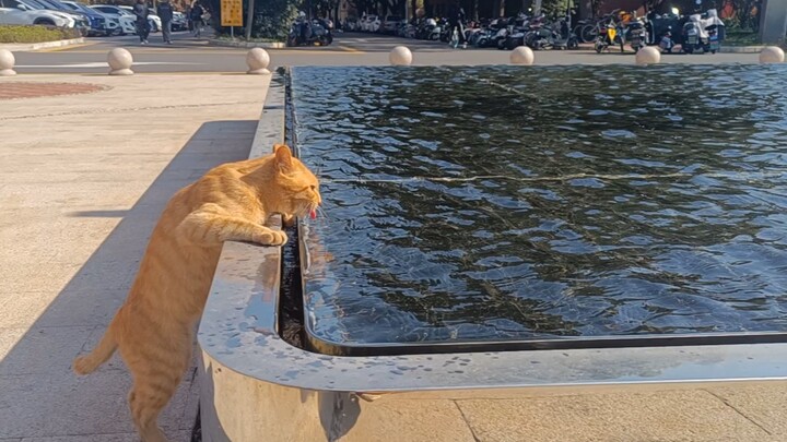 A Super Large Cat Bowl