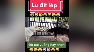 giaitri chócute chómèohàihước Lu đít lép