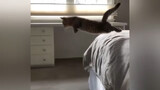 [สัตว์]คัตซีนตลก ๆ ของแมว