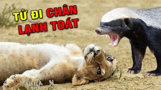 Lửng Mật Ong và top 5 loài động vật làm nhục Sư Tử dễ như ăn kẹo | Hóng Khám Phá