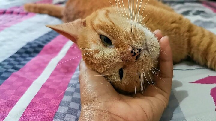 KOMPILASI KUCING GEMOY MANJA