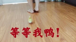 【柯尔鸭】出壳后第12个小时~跟屁虫上线！主人到哪我追到哪，可别想跑了！