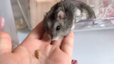 [สัตว์]หนูแฮมสเตอร์น่ารักกำลังกิน