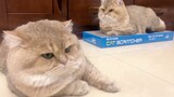 Uploader Is Gonna Help You Tell These Two Cats Apart!