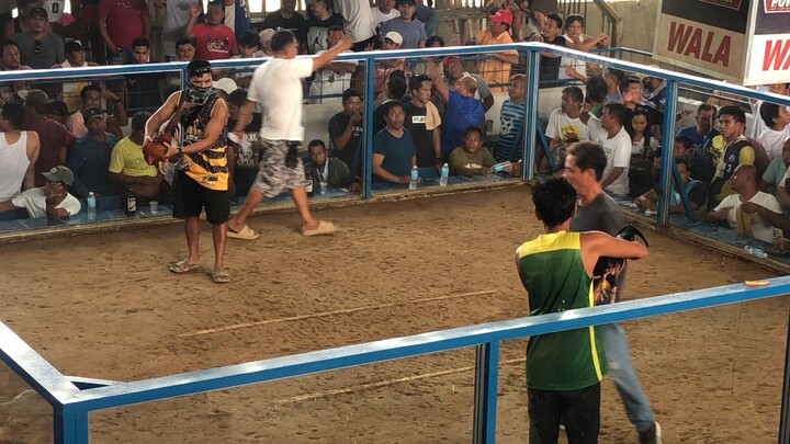 Bruce Barnett Sweater 3wins Winner #sabong #sabongpinas #brucebarnett #passionnatinto #excellence