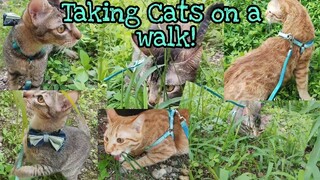 Taking my Cats for a walk|Walk with my cats