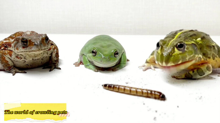 [Frogs] Don't Worry They're Enough For All The Three Of You