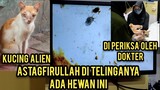 Kucing Jalanan Wajahnya Seperti Alien Luar Angkasa Part 2 Akhirnya Di Priksa Dokter..!