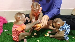 Monkeys and Yogurts