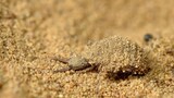 Antlion, pembunuh yang bersembunyi di dasar pasir, mimpi buruk semut!