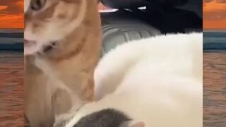 banyak bet uban lo 😹😹🥰😻 #short #trending #viral #catlove