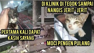 Masya Allah kucing Sakit Parah Masih Cari Makan Di Tempat Sampah Part 2 - Novamos