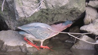 Burung pemburu crayfish yang handal