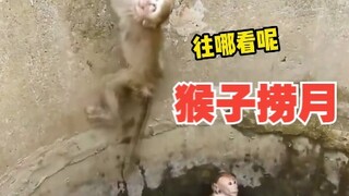 两只小猴子落水，看看大猴子是如何解救的！
