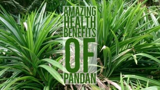 BENEPISYO NG PANDAN SA KALUSUGAN | MEDICINAL PLANT | Tenrou21